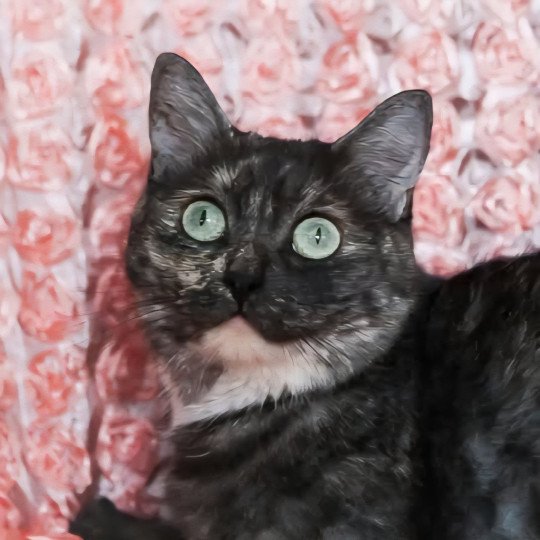 Lilou Femelle Celtic / European Shorthair