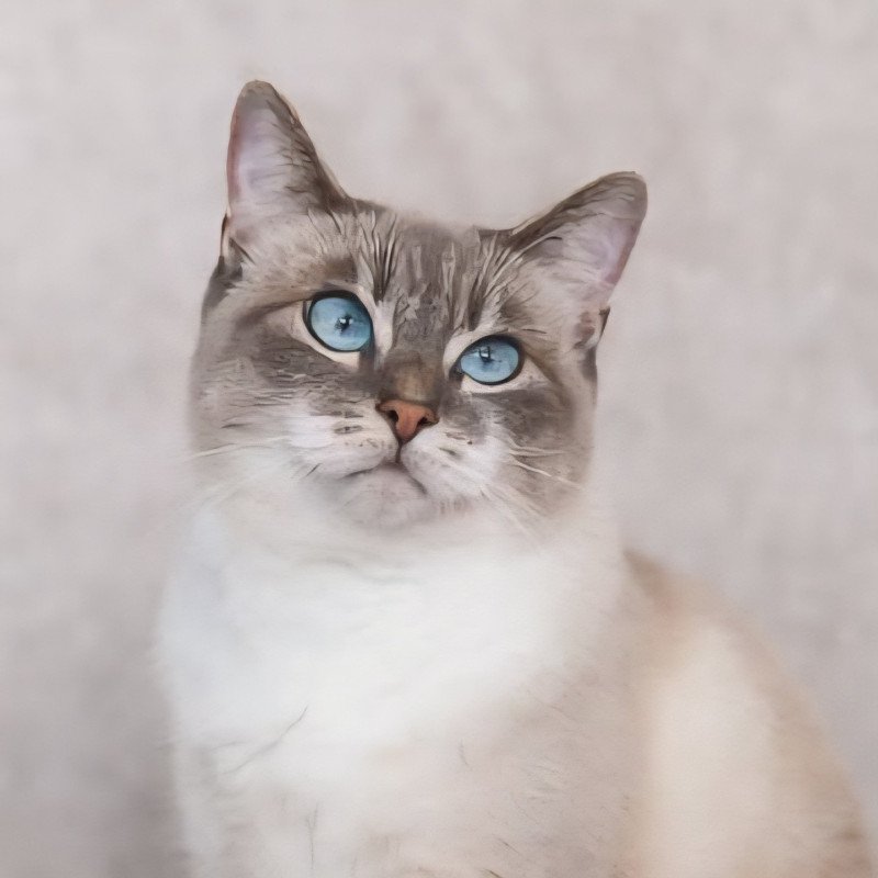 Litchi Femelle Celtic / European Shorthair