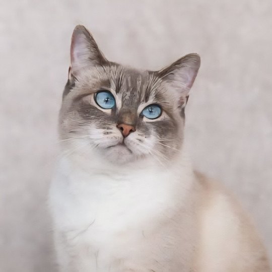 Litchi Femelle Celtic / European Shorthair