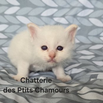 chaton Sacré de Birmanie Aurêghan Chatterie des Ptits Chamours