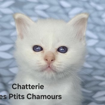 chaton Sacré de Birmanie Aurêghan Chatterie des Ptits Chamours