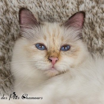 chat Sacré de Birmanie chocolate tortie point Nougatine du lagon du ponant Chatterie des Ptits Chamours