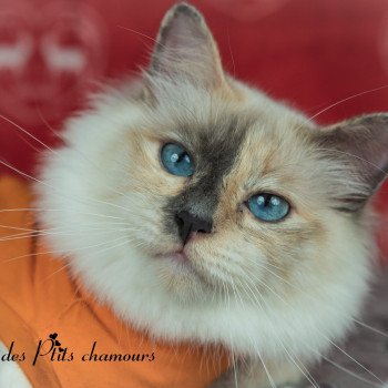 chat Sacré de Birmanie blue tortie point Perle Chatterie des Ptits Chamours