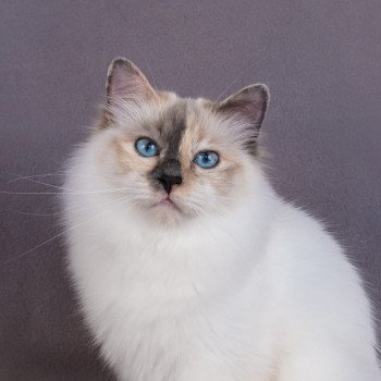 chat Sacré de Birmanie blue tortie point Perle Chatterie des Ptits Chamours