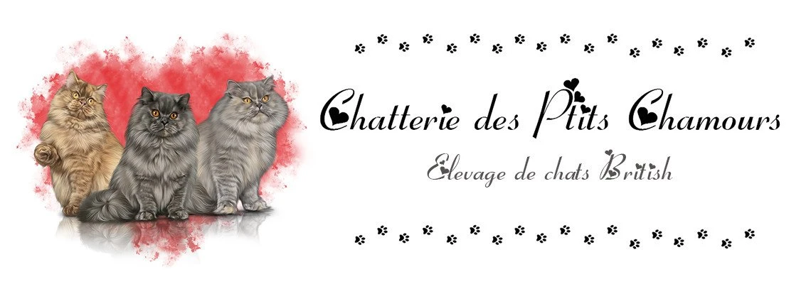 Chatterie des Ptits Chamours